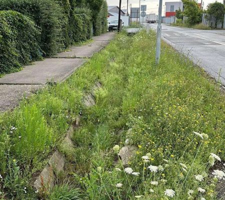Profesionálne kosenie a údržba verejných plôch – odstránenie buriny a úprava zelene v Prešove, Košiciach, Bardejove, Starej Ľubovni a Vranove nad Topľou.