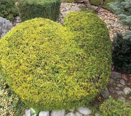 Profesionálna údržba záhrad – tvarovanie kríkov, úprava zelene a čistenie záhrad v Prešove, Košiciach, Bardejove, Starej Ľubovni a Vranove nad Topľou.