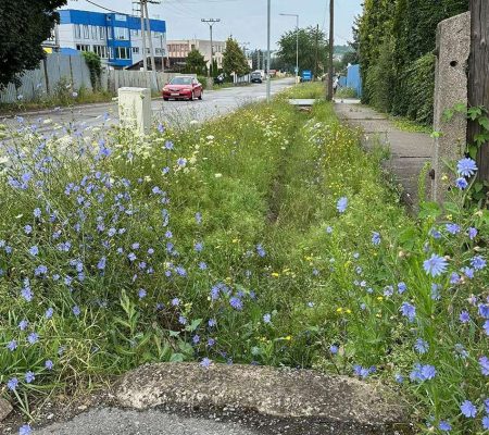 Profesionálna údržba verejných plôch – odstránenie buriny a kosenie trávnikov v Prešove, Košiciach, Bardejove, Starej Ľubovni a Vranove nad Topľou.